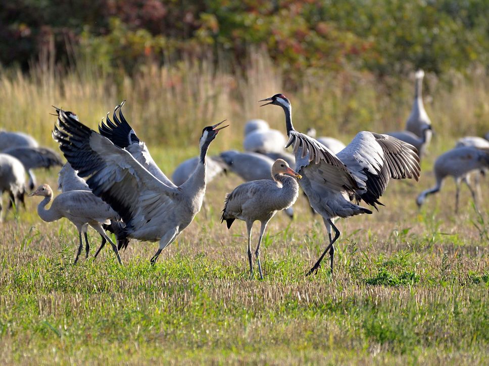 Kraniche rasten auf einer Wiese 