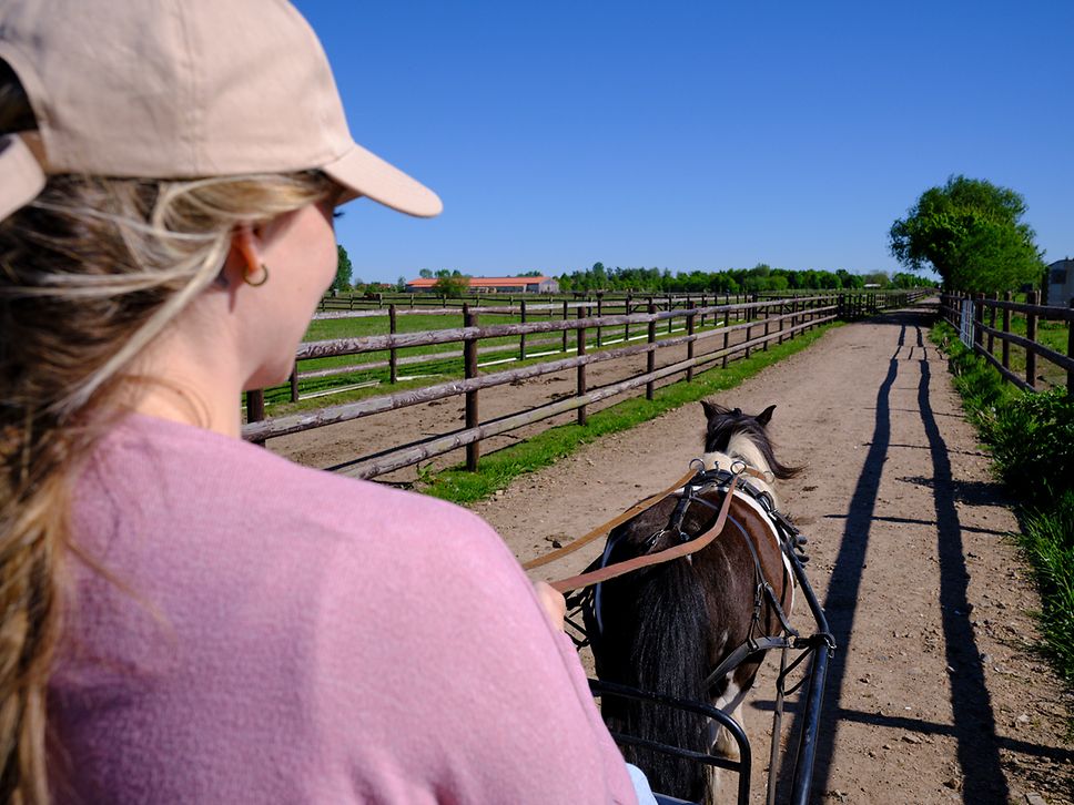 Blick vom Kutschbock auf Pony Paule und die Koppeln vom Bernsteinreiter Hirschburg 