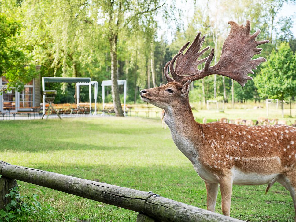 Weiß gefleckter Damhirsch im Ivenacker Tiergarten