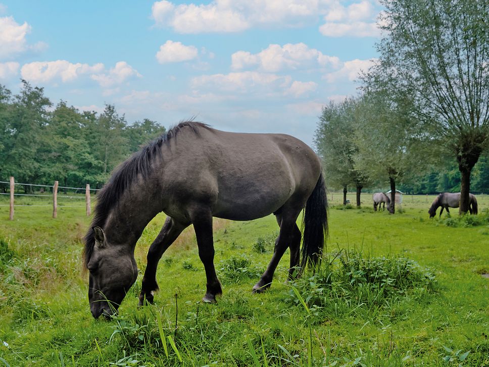 Ein dunkelgraues Wildpferd grast im Ivenacker Tiergarten