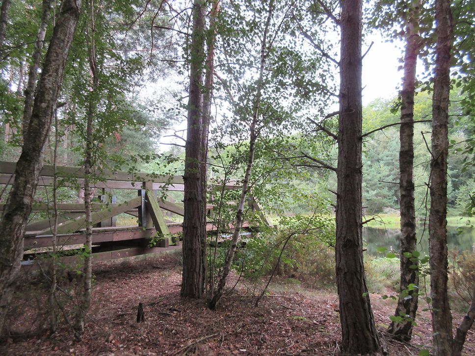 Ein Holzsteg führt durch den Wald an den Rand des Mümmelkensees