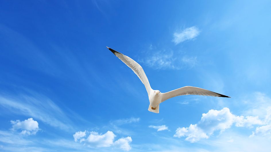 Eine fliegende Möwe vor blauem Himmel